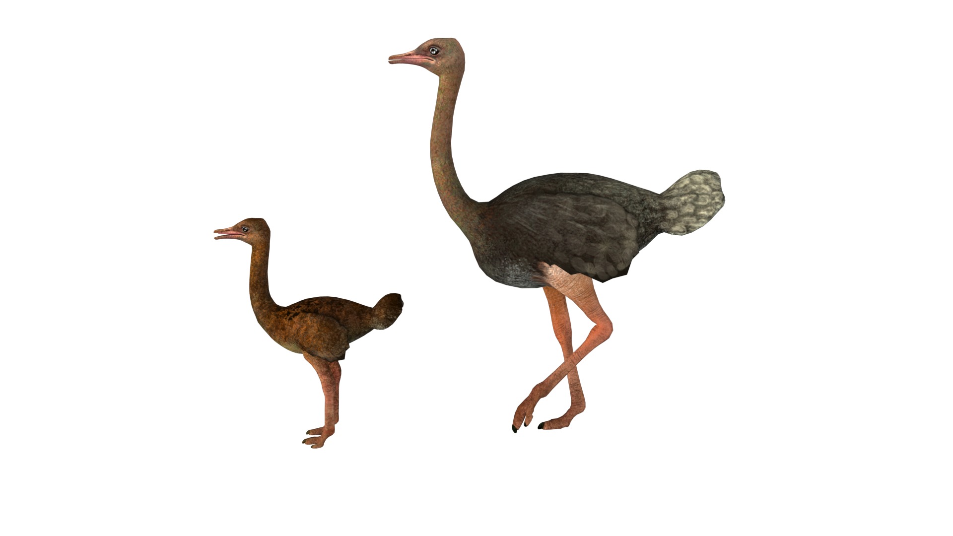 adult ostrich and ostrich chick  rig  high-poly  textured  3D model_5