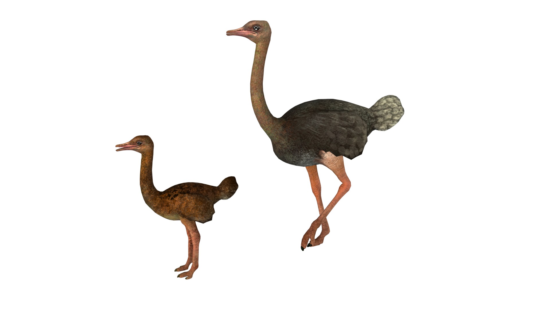 adult ostrich and ostrich chick  rig  high-poly  textured  3D model_2