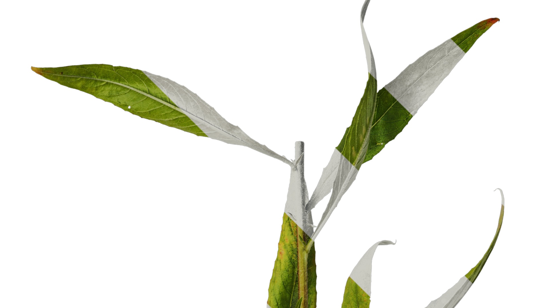 Anydrafts Oenothera glazioviana Atlas 01 Texture_2