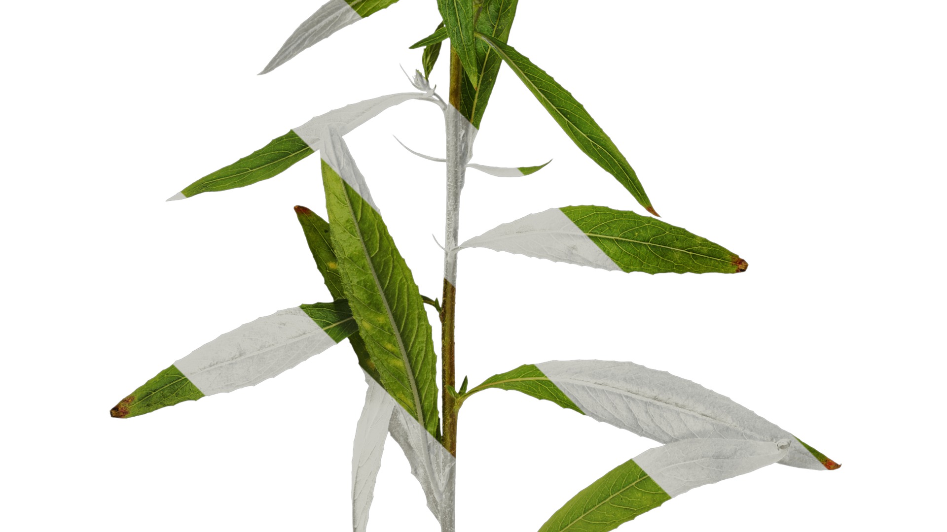 Anydrafts Oenothera glazioviana Atlas 01 Texture_5