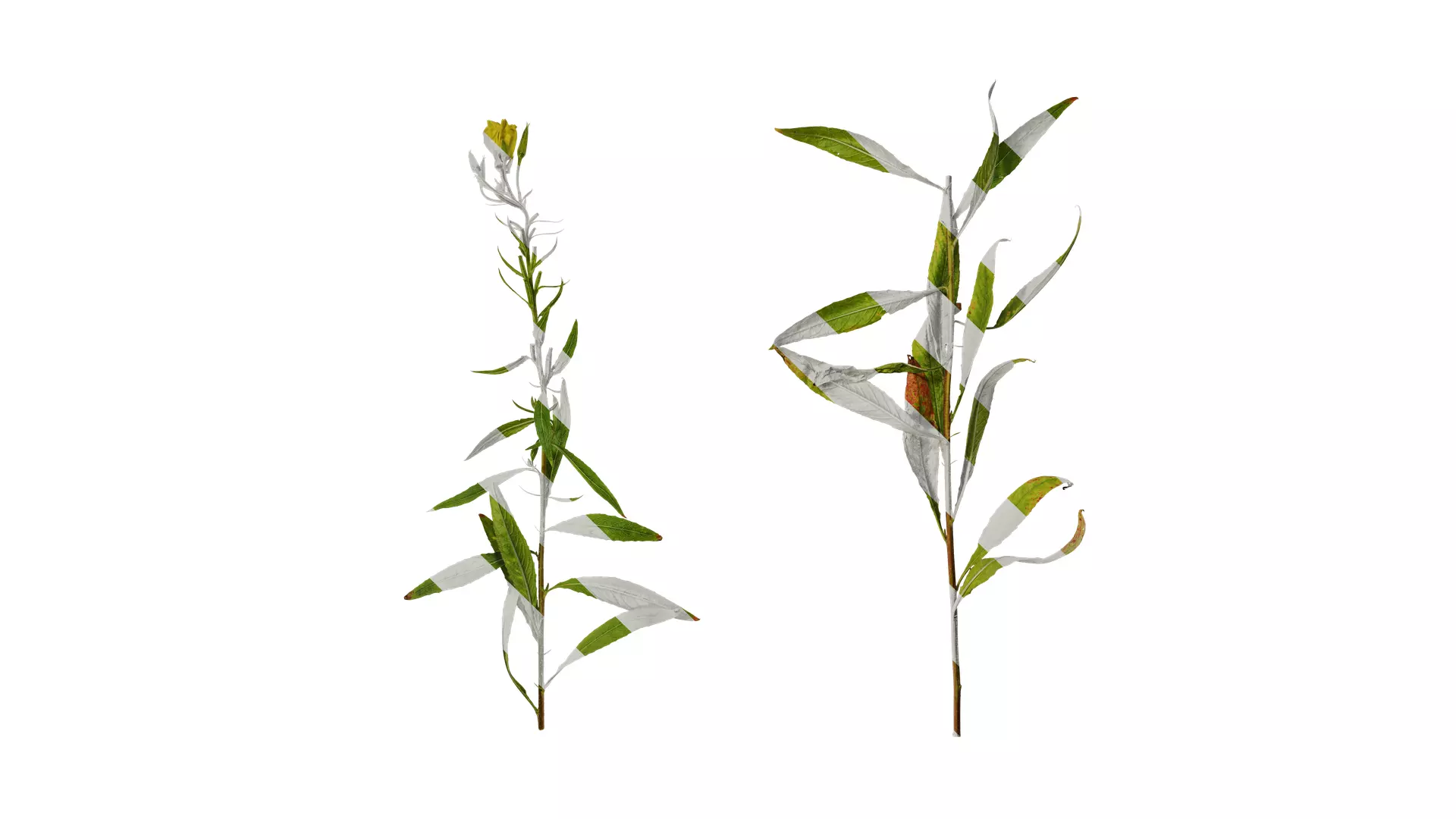 Anydrafts Oenothera glazioviana Atlas 01 Texture_0