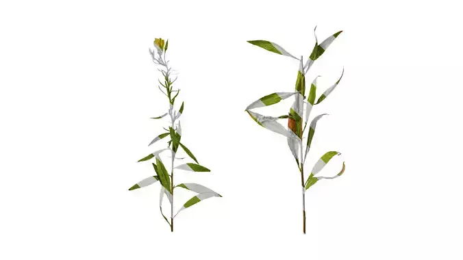 Anydrafts Oenothera glazioviana Atlas 01