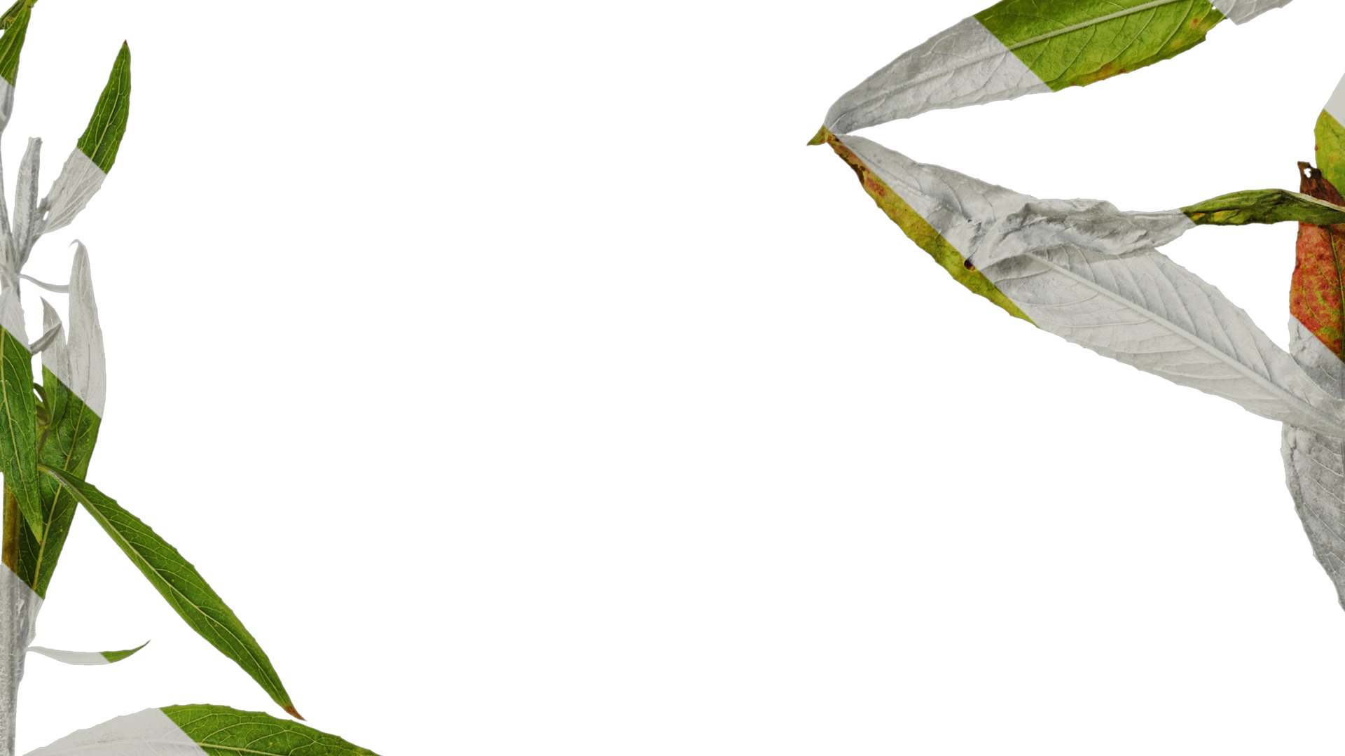 Anydrafts Oenothera glazioviana Atlas 01 Texture_7