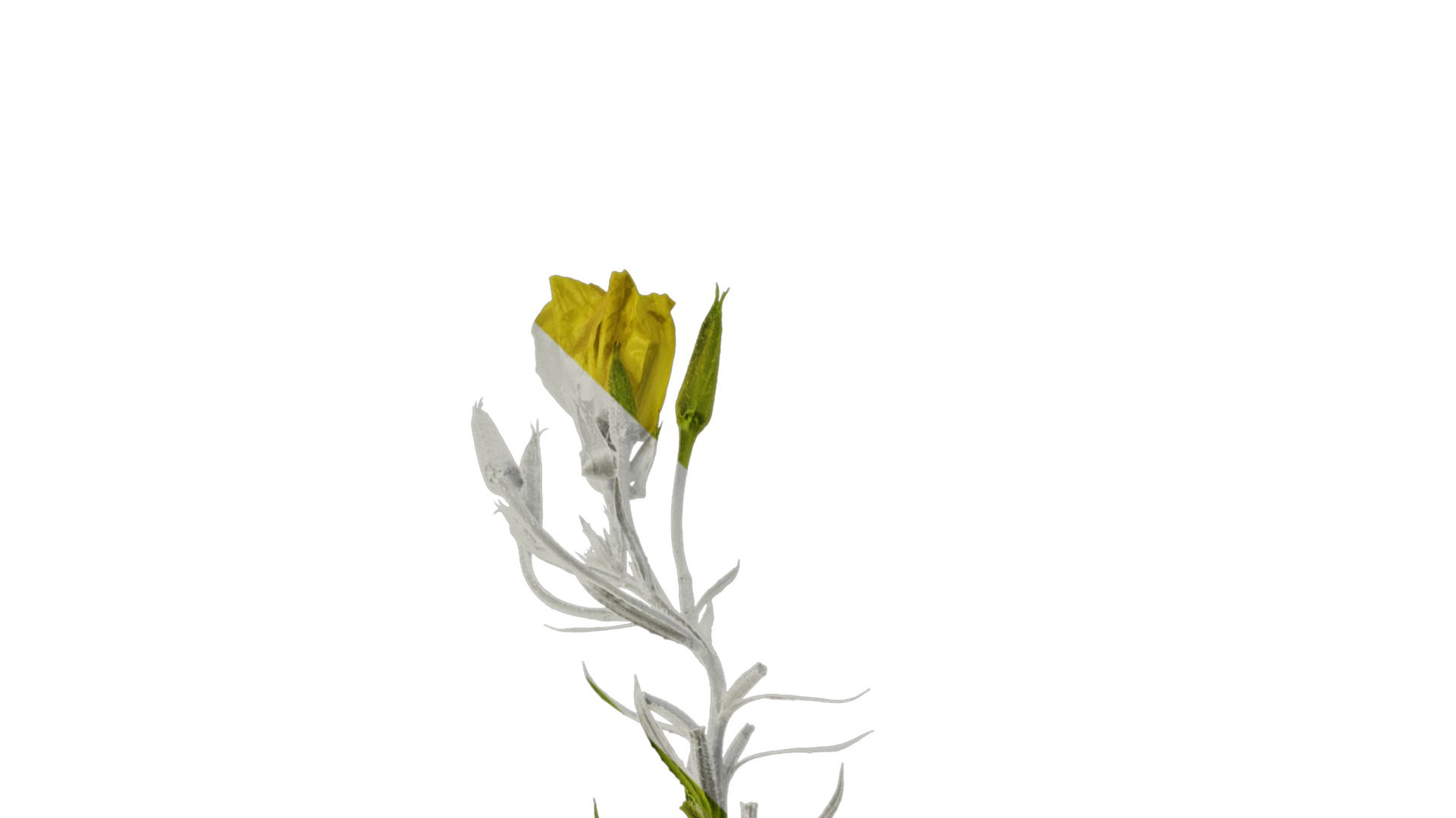 Anydrafts Oenothera glazioviana Atlas 01 Texture_1