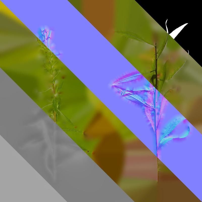 Anydrafts Oenothera glazioviana Atlas 01 Texture_8