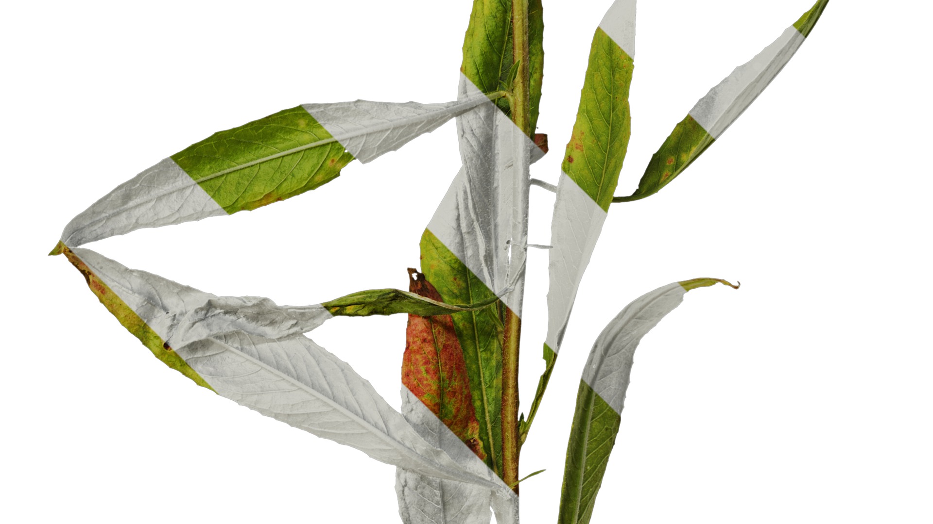 Anydrafts Oenothera glazioviana Atlas 01 Texture_4