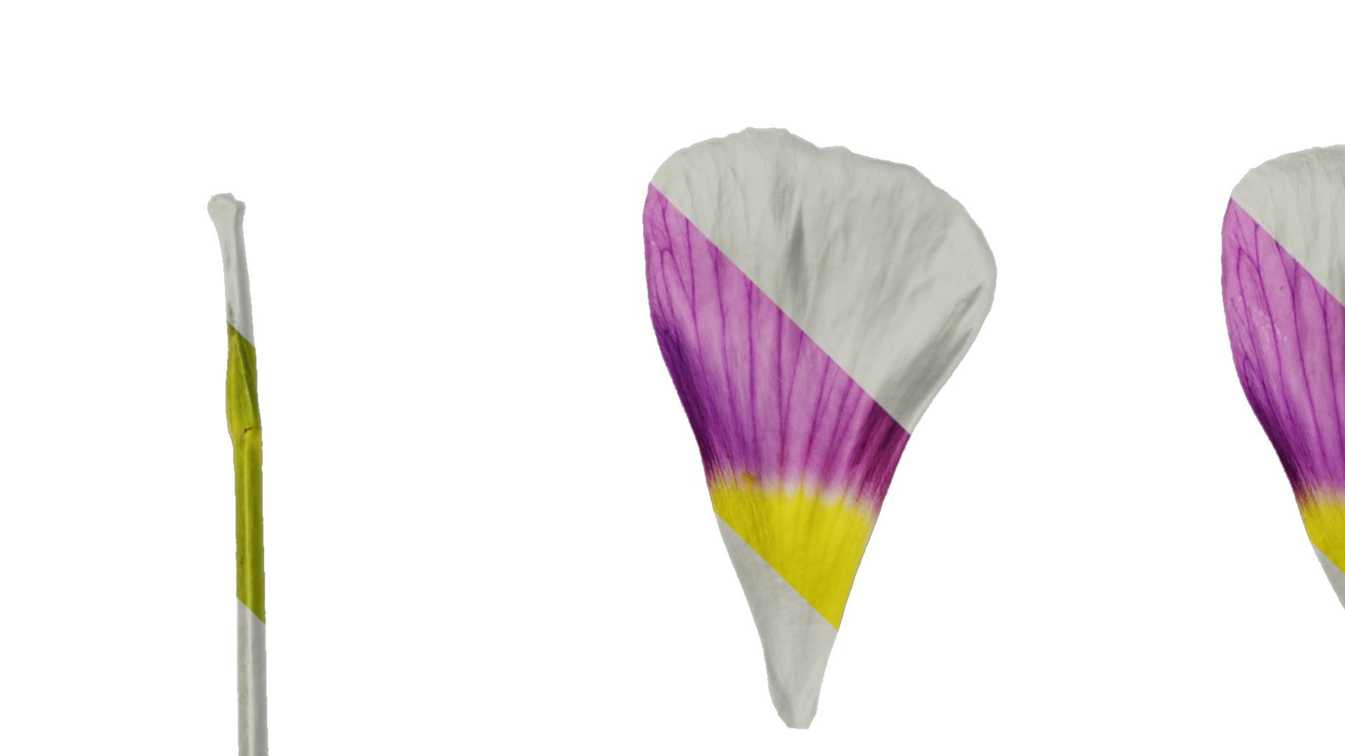 Anydrafts Oxalis obtusa Flower 06 Texture_1