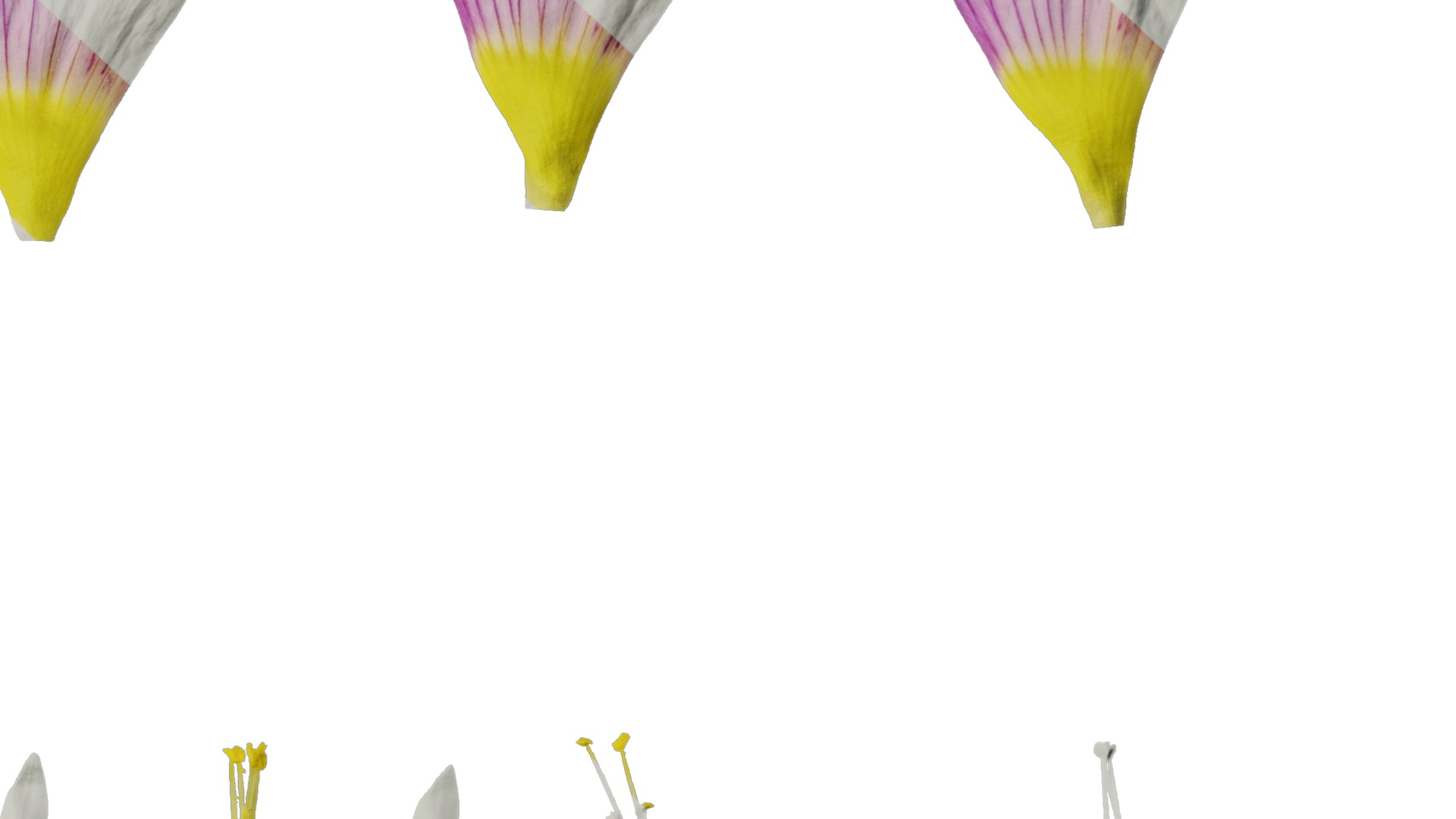 Anydrafts Oxalis obtusa Flower 06 Texture_6