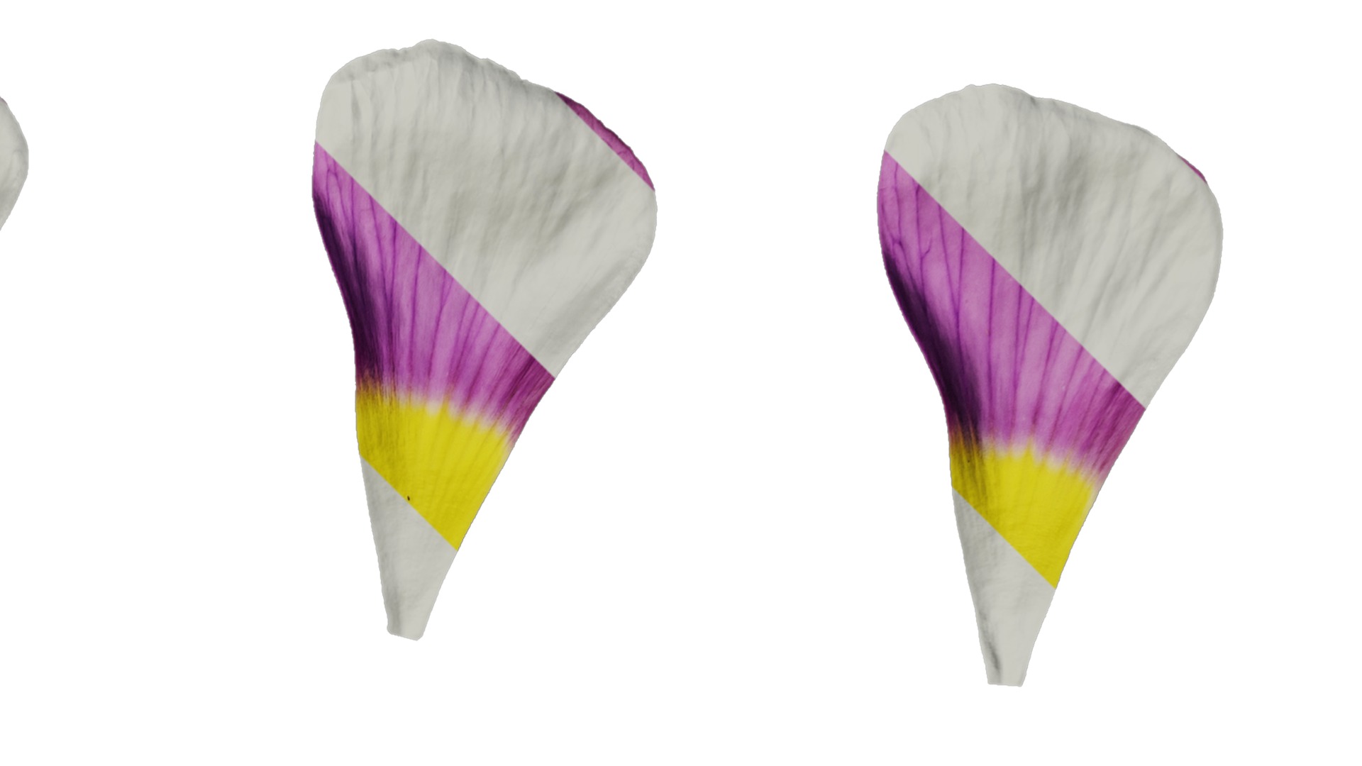 Anydrafts Oxalis obtusa Flower 06 Texture_2