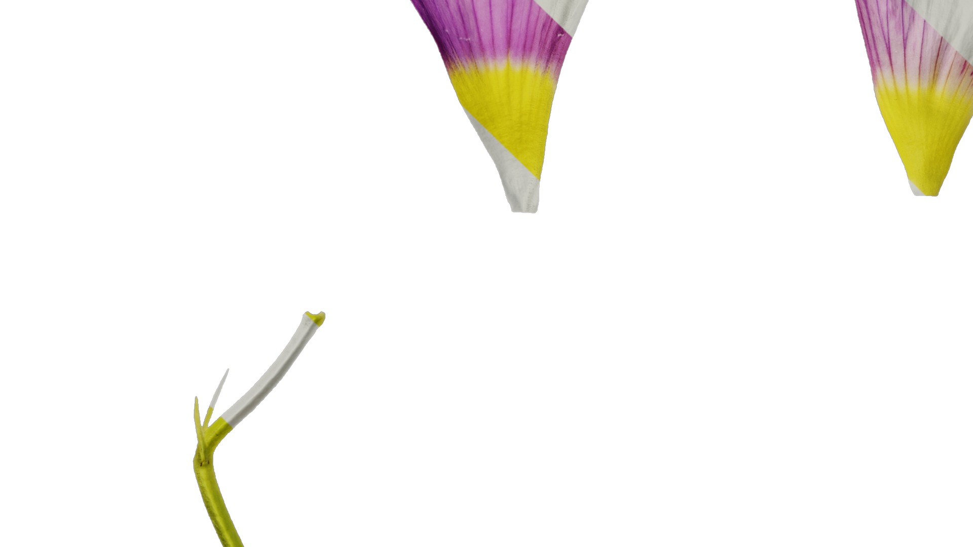 Anydrafts Oxalis obtusa Flower 06 Texture_5