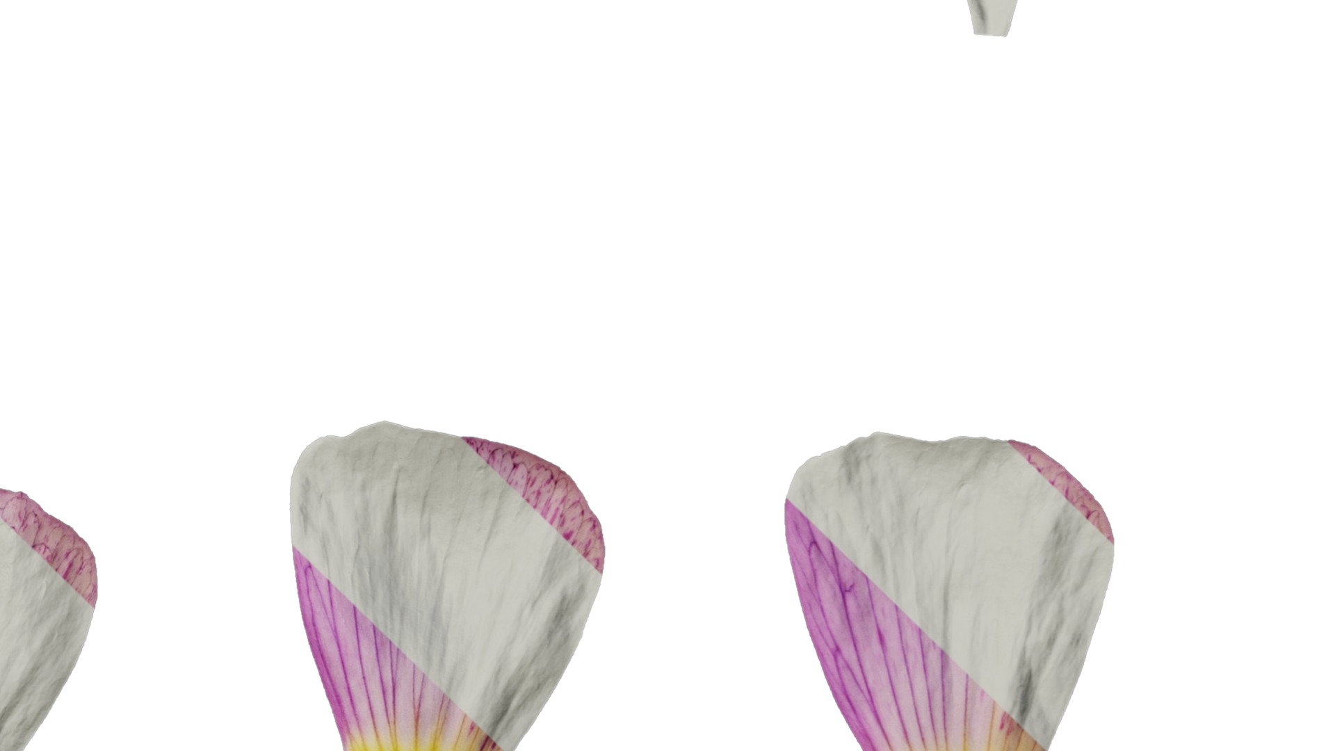 Anydrafts Oxalis obtusa Flower 06 Texture_4