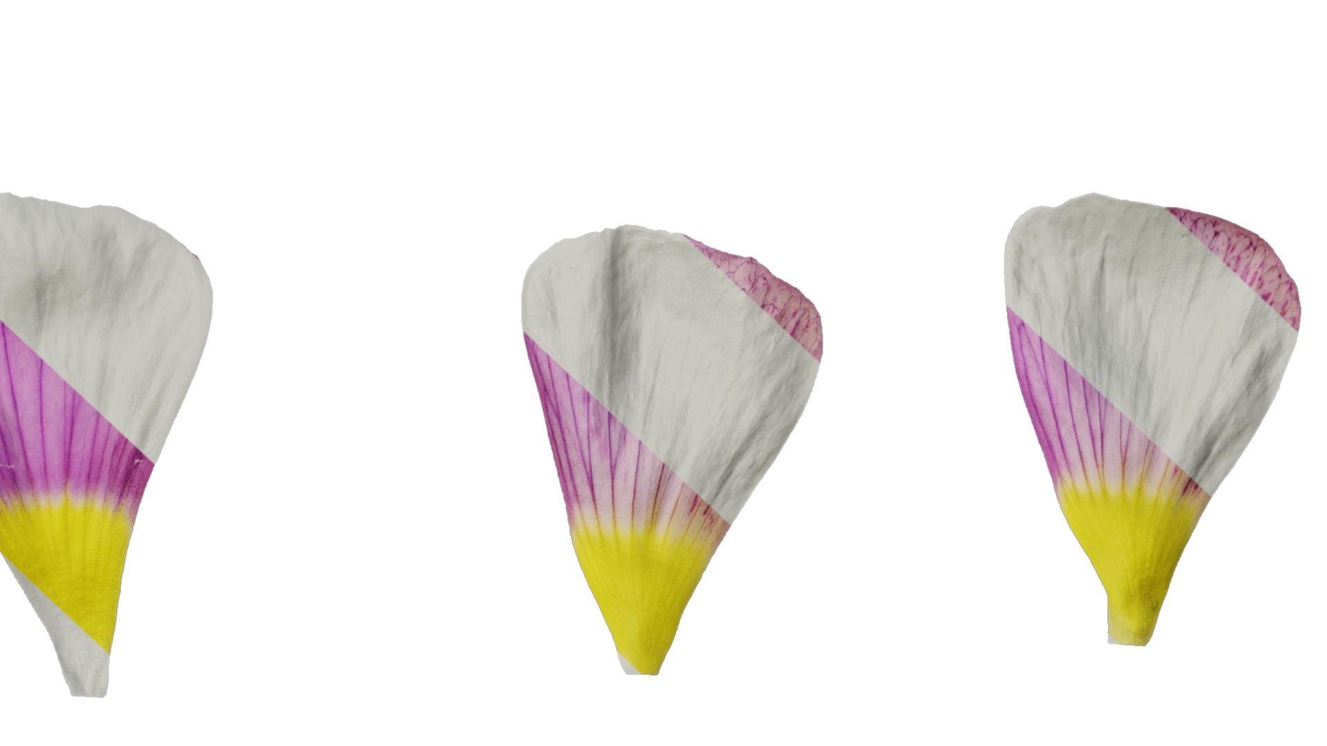 Anydrafts Oxalis obtusa Flower 06 Texture_7