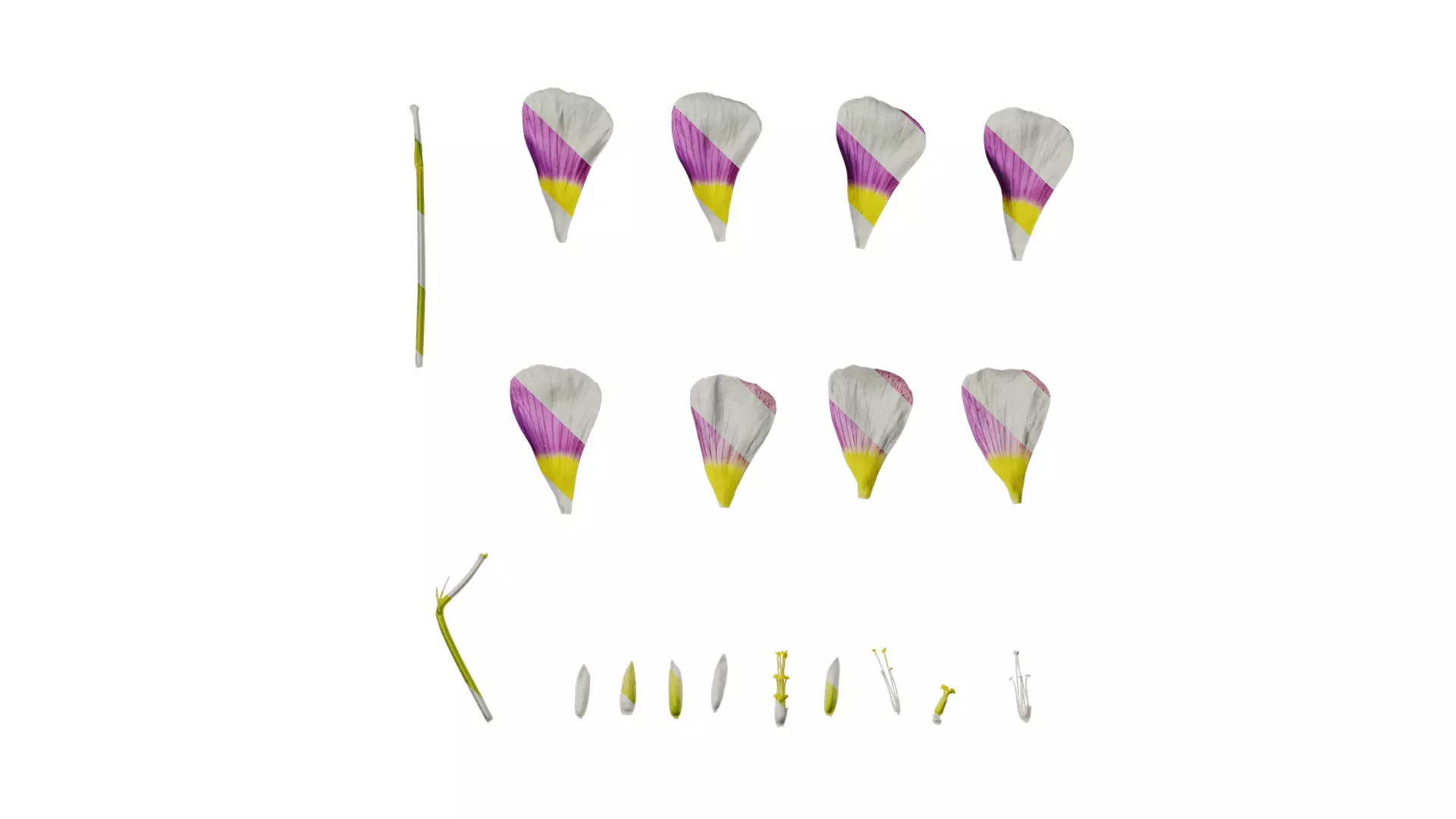 Anydrafts Oxalis obtusa Flower 06 Texture_0