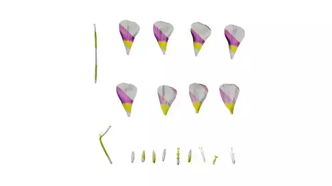 Anydrafts Oxalis obtusa Flower 06