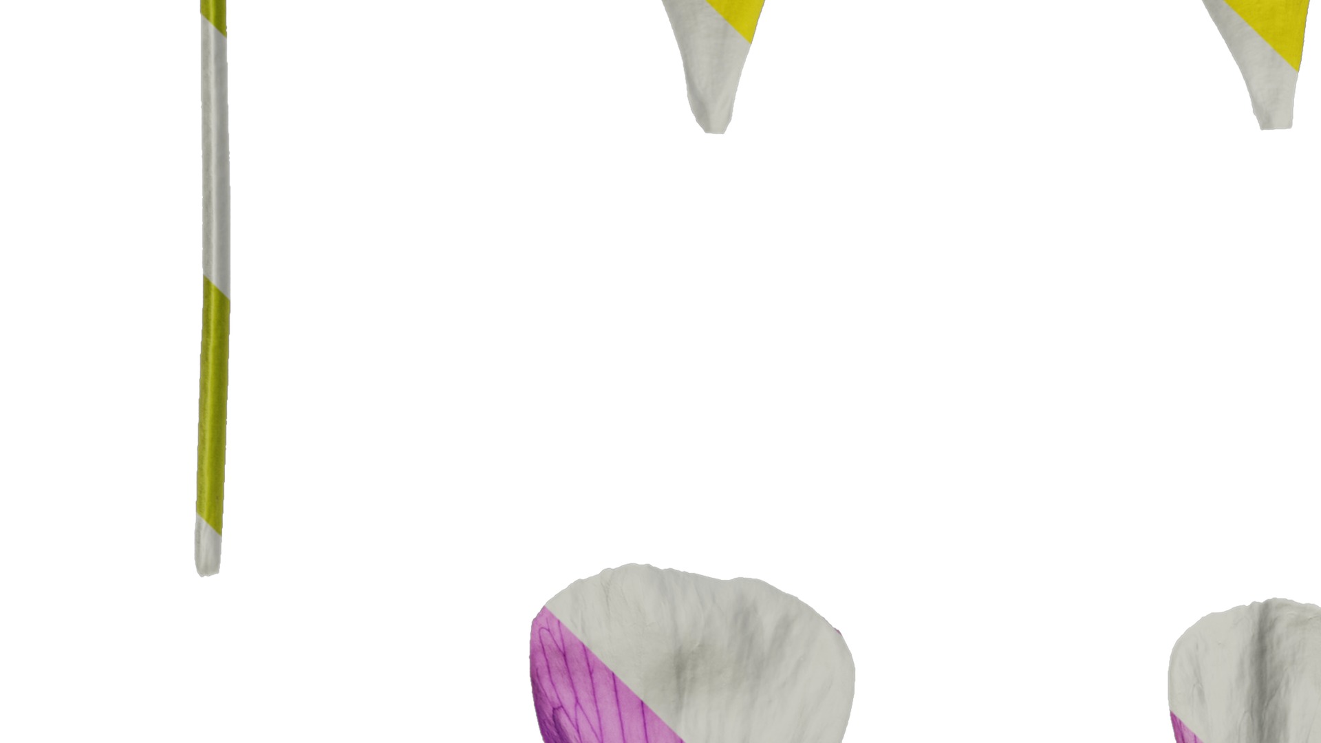 Anydrafts Oxalis obtusa Flower 06 Texture_3