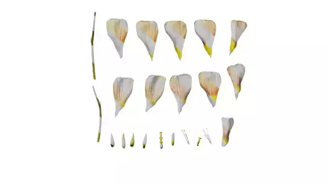 Anydrafts Oxalis obtusa Flower 08