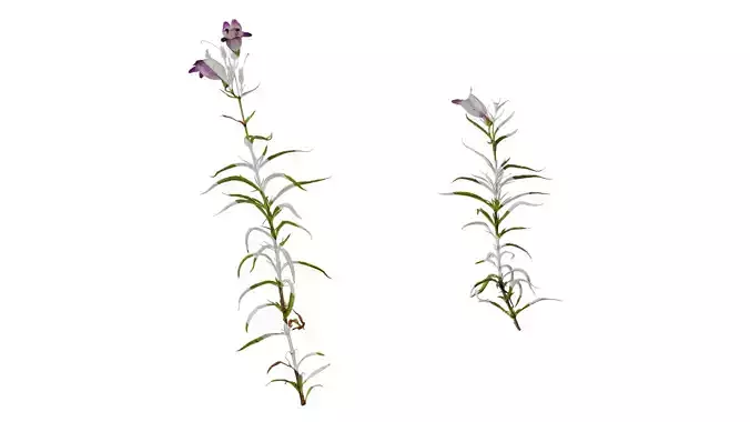 Anydrafts Penstemon campanulatus Atlas 01