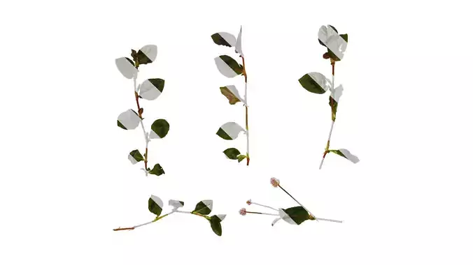 Anydrafts Persicaria capitata Atlas 05 Texture
