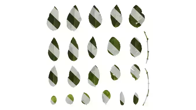 Anydrafts Platycodon grandiflorus Leaf 01