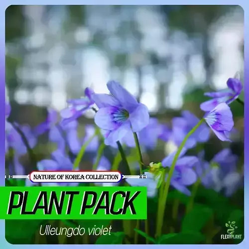 Korean Endemic Species Plant - 4 Ullengdo Violet Flower Low-poly 3D model