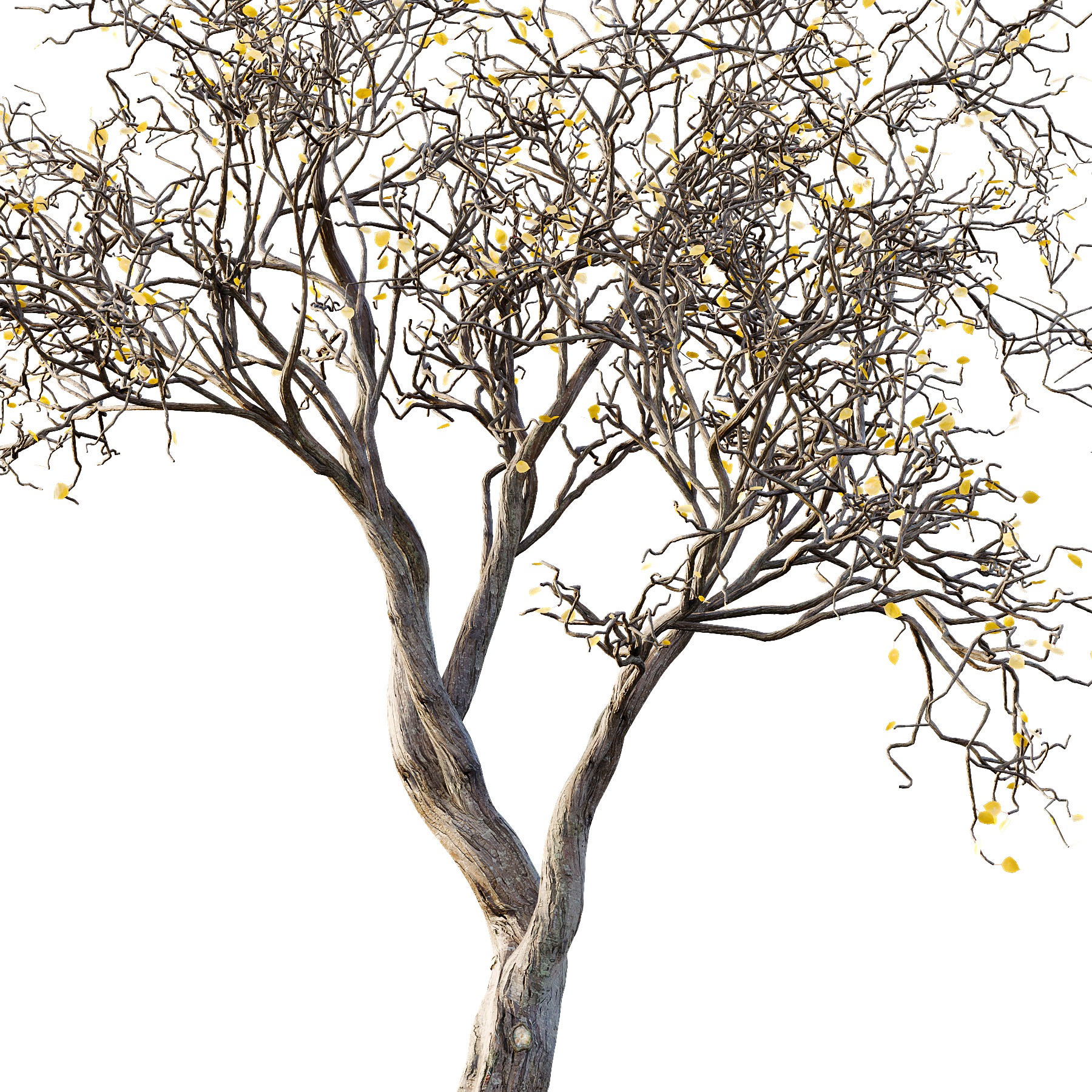 AV Winter Dry Tree 3D model_1