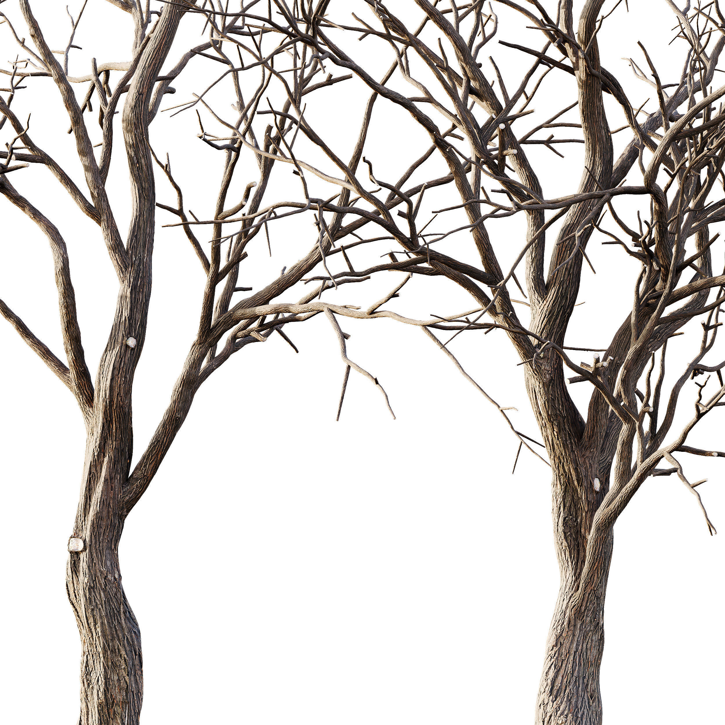 AV Winter Dry Tree 3D model_2