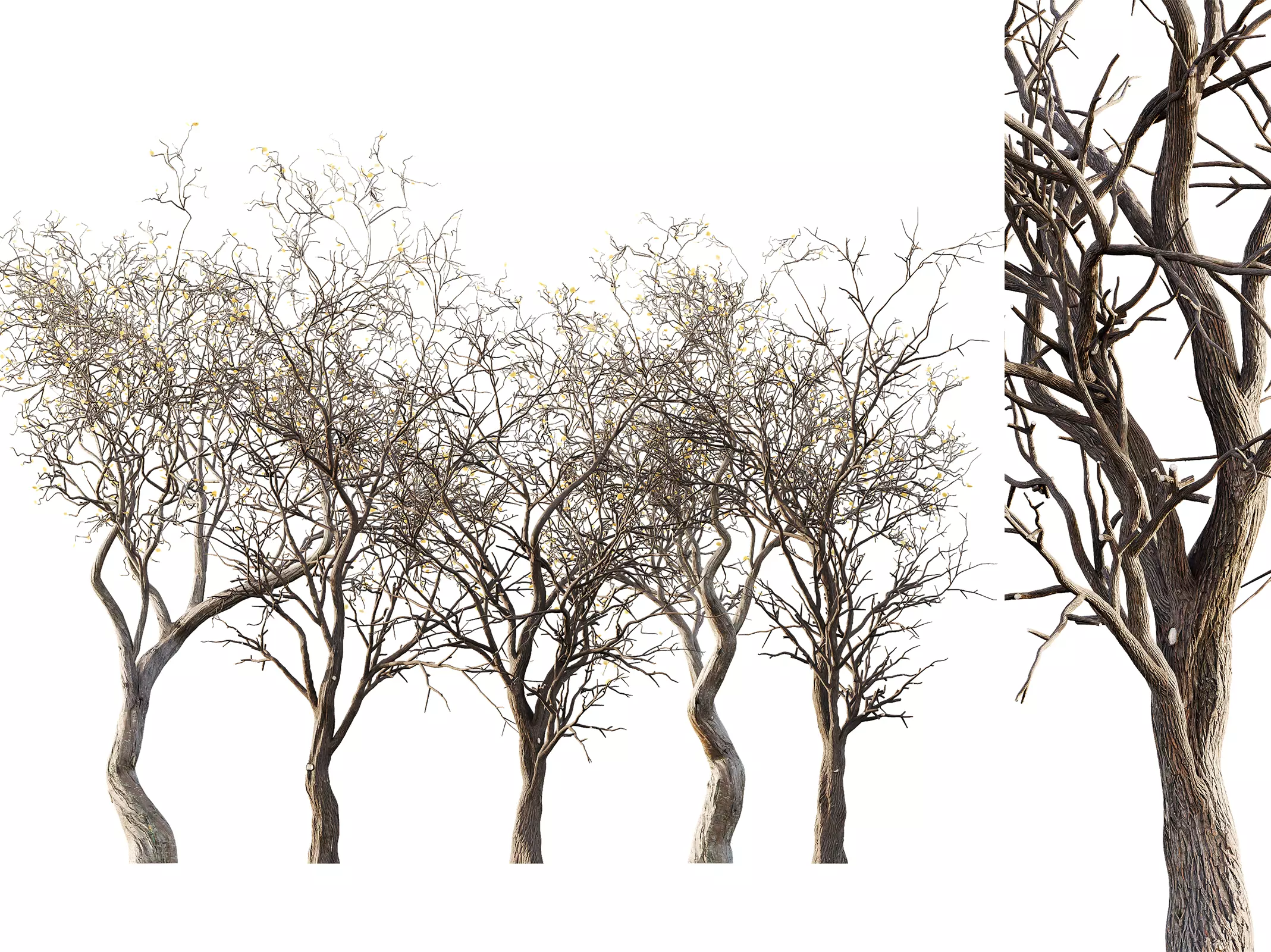 AV Winter Dry Tree 3D model_0
