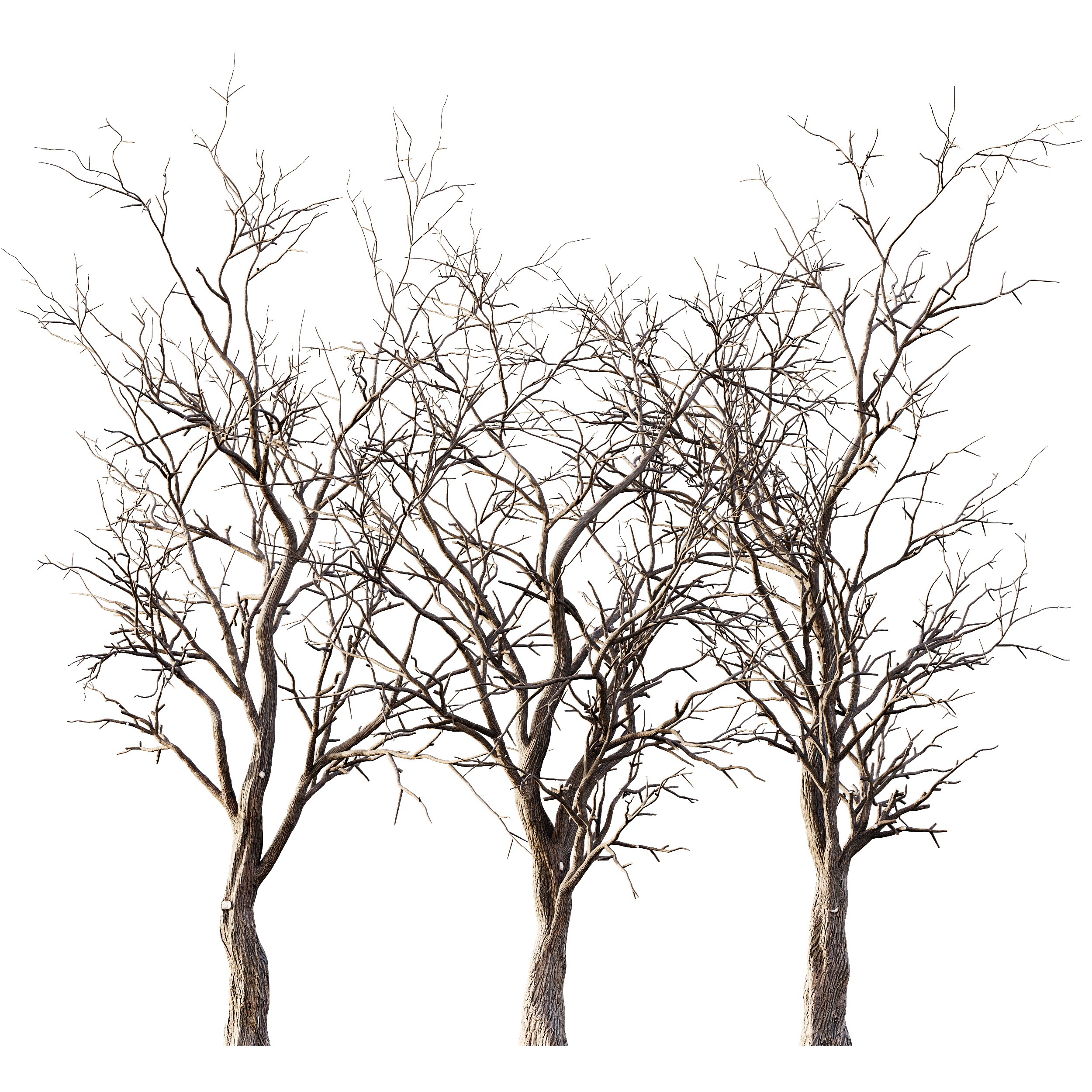 AV Winter Dry Tree 3D model_3