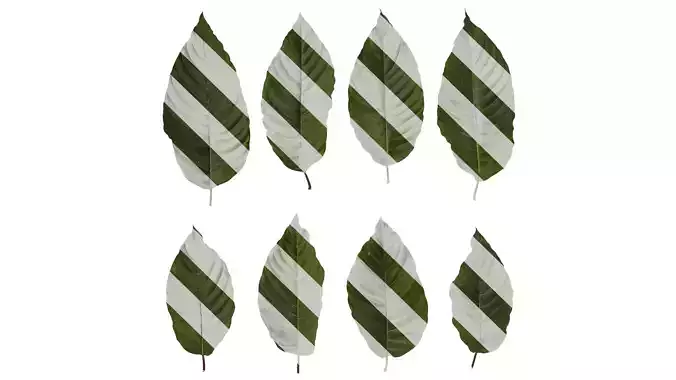 Anydrafts Ficus virens Leaf 03