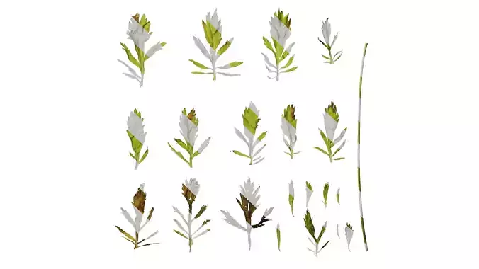 Anydrafts Pristimera cambodiana Leaf 01