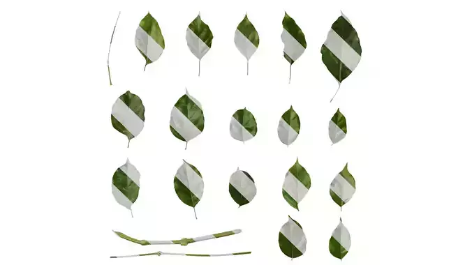 Anydrafts Heteropanax fragrans Leaf 03