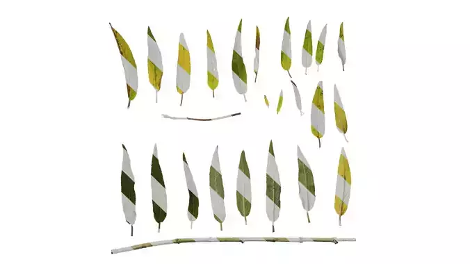 Anydrafts Salvia leucantha Leaf 01 Texture
