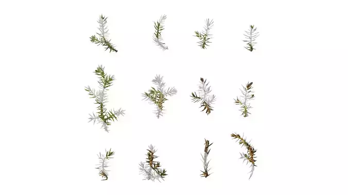 Anydrafts Juniperus rigida Leaf 01