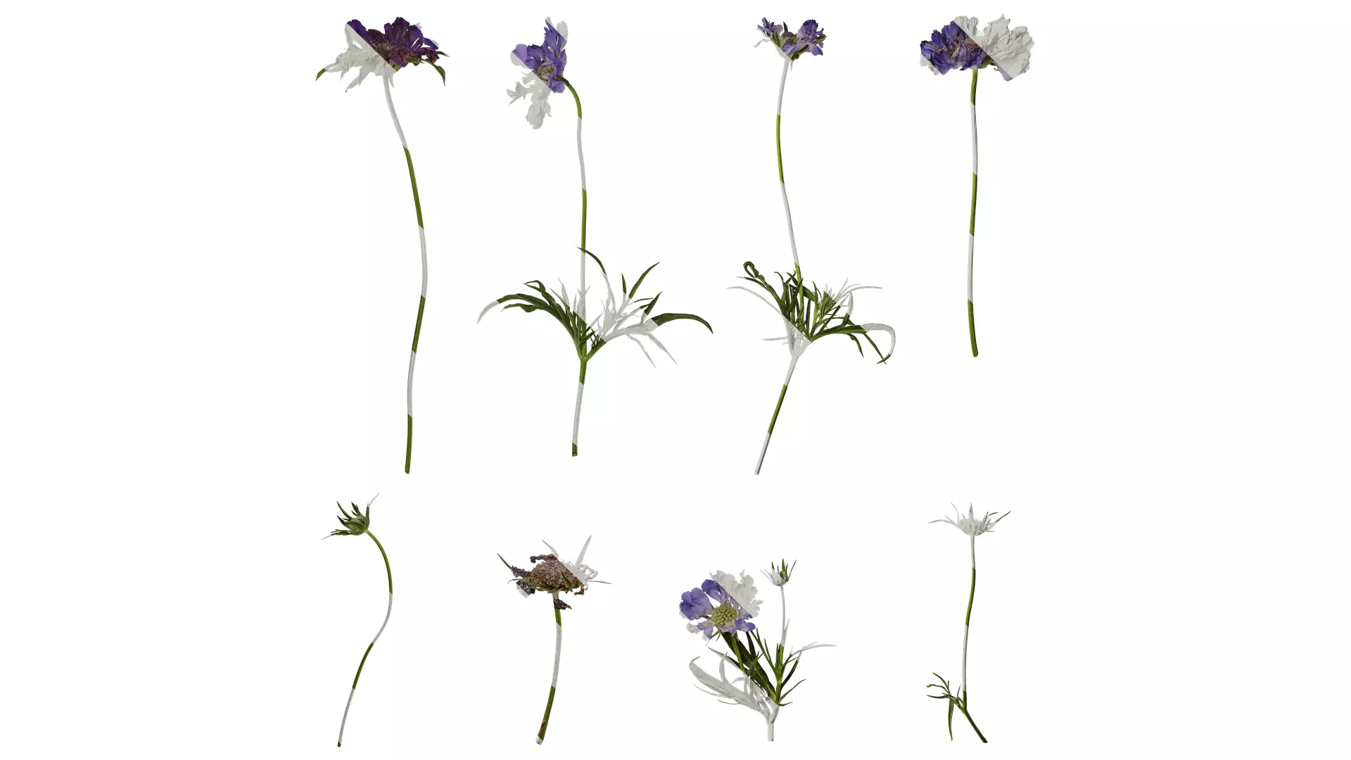 Anydrafts Scabiosa comosa Atlas 02 Texture_0