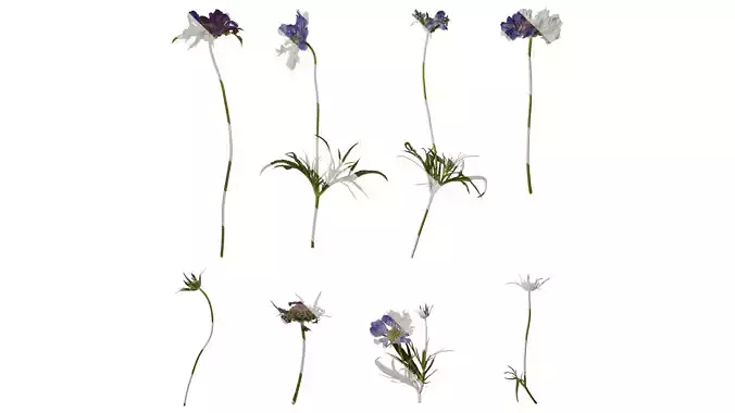 Anydrafts Scabiosa comosa Atlas 02