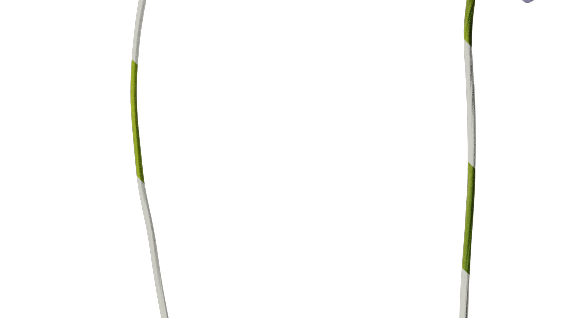 Anydrafts Scabiosa comosa Atlas 02 Texture_2