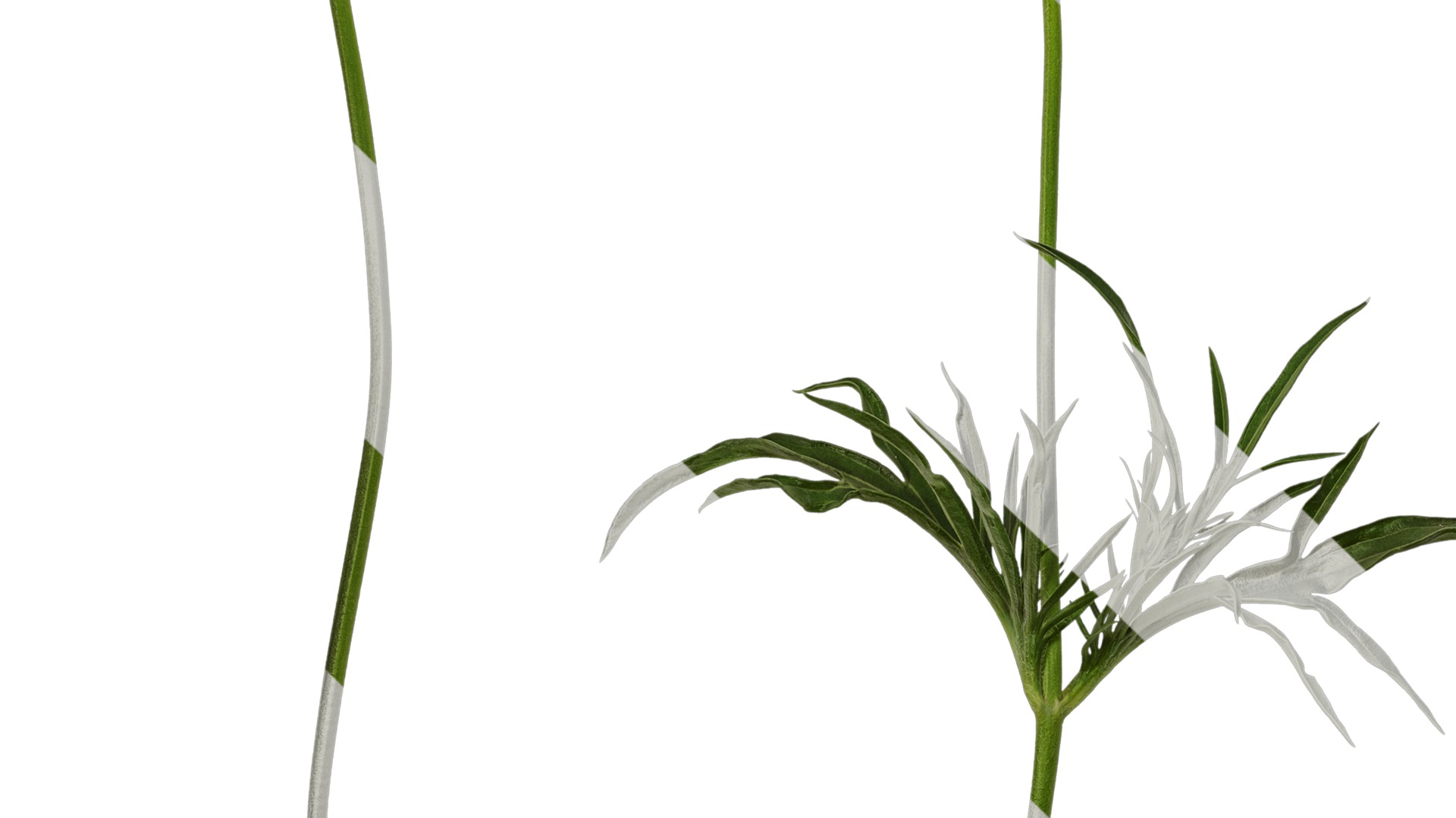 Anydrafts Scabiosa comosa Atlas 02 Texture_3