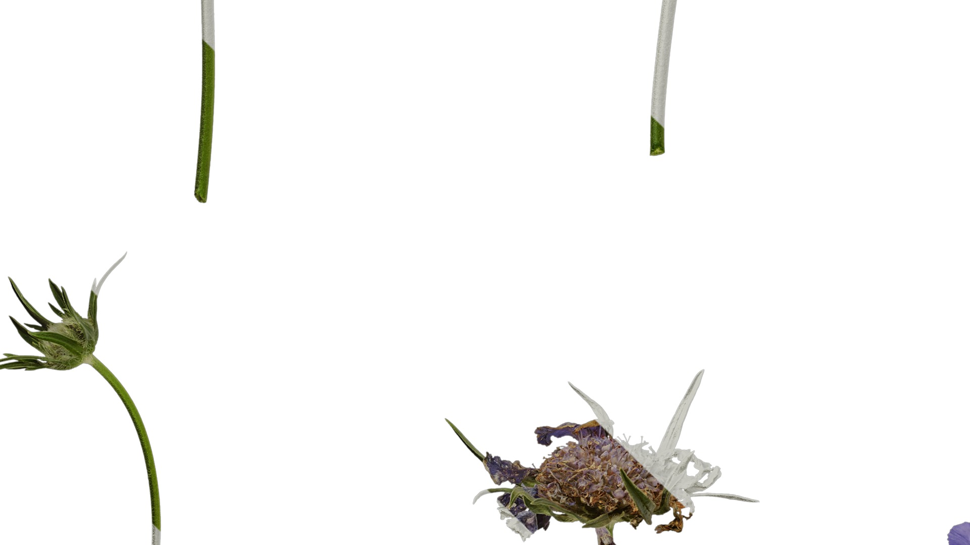 Anydrafts Scabiosa comosa Atlas 02 Texture_5