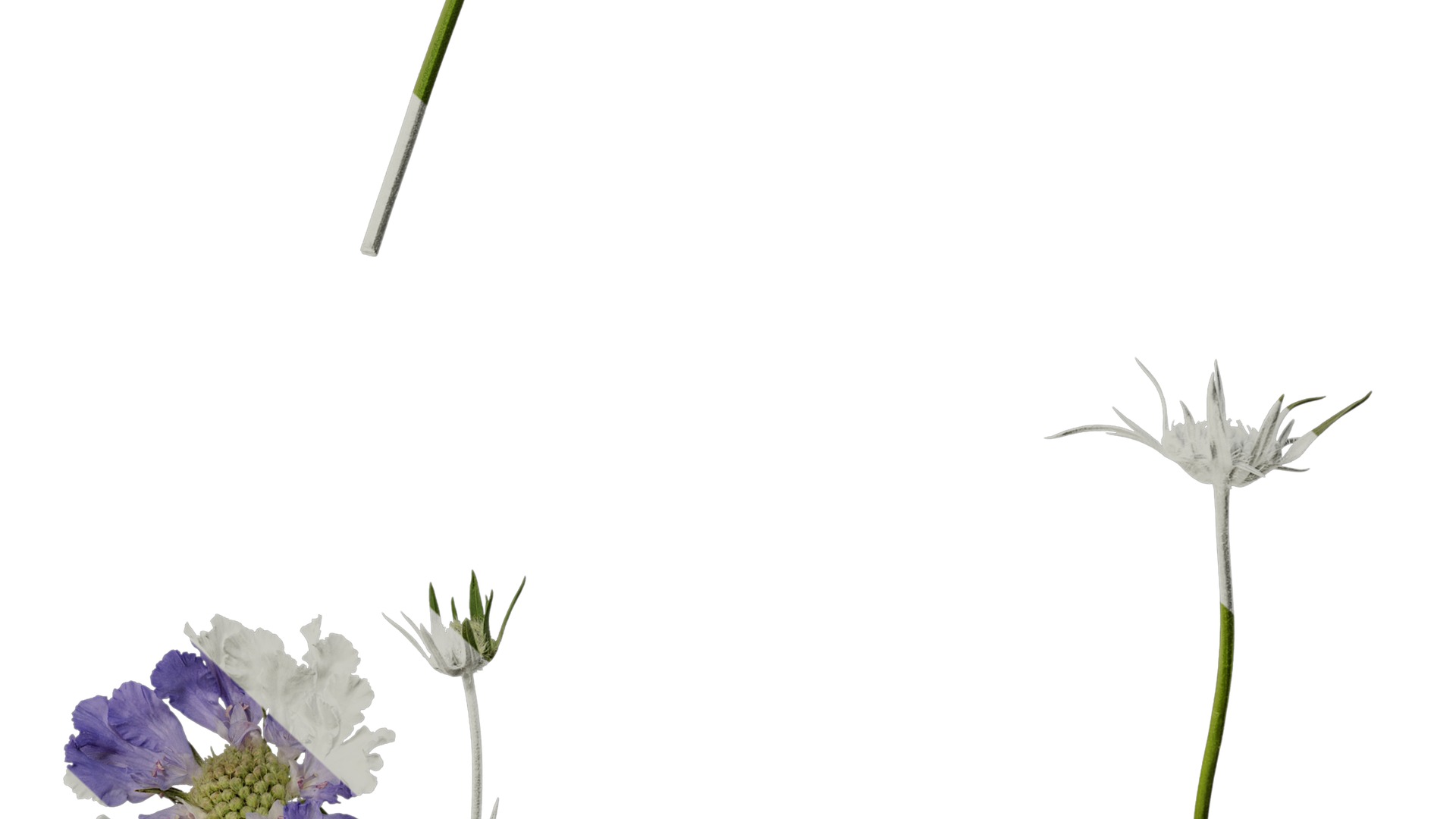 Anydrafts Scabiosa comosa Atlas 02 Texture_6