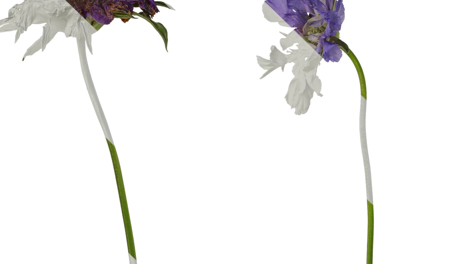 Anydrafts Scabiosa comosa Atlas 02 Texture_1