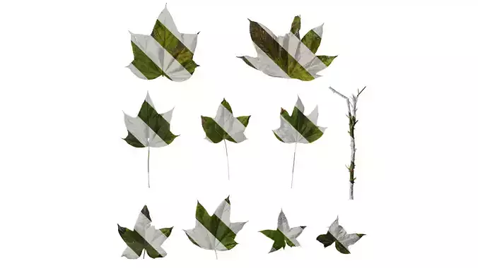 Anydrafts Kalopanax septemlobus Leaf 05