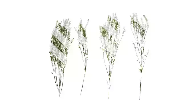 Anydrafts Thlaspi green bell Atlas 03