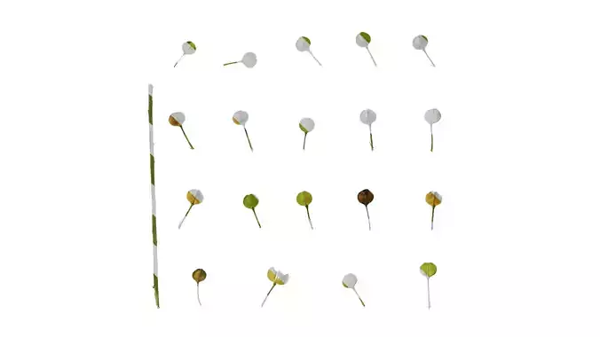 Anydrafts Thlaspi green bell Flower 01