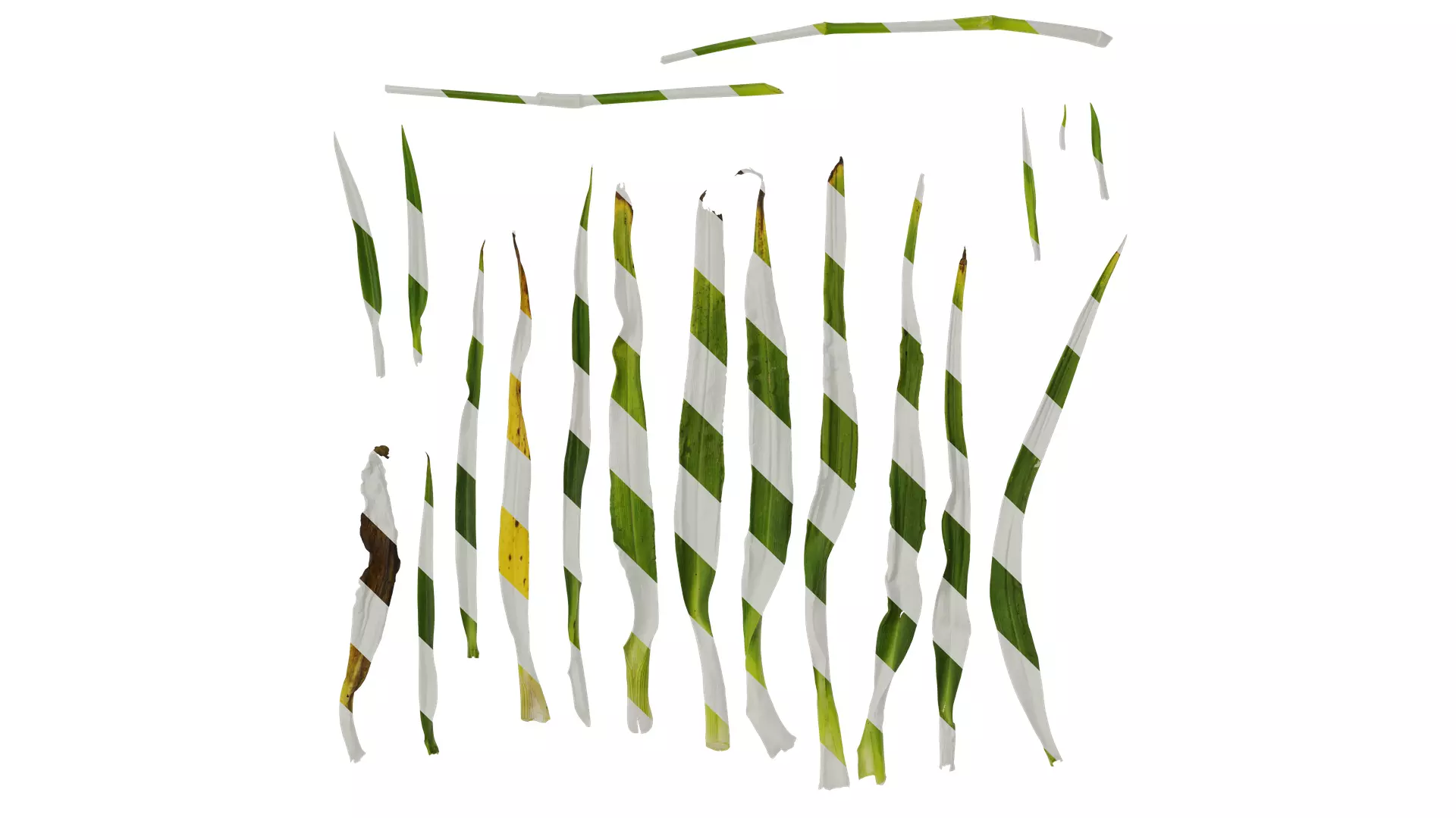 Anydrafts Tradescantia ohiensis Leaf 01 Texture