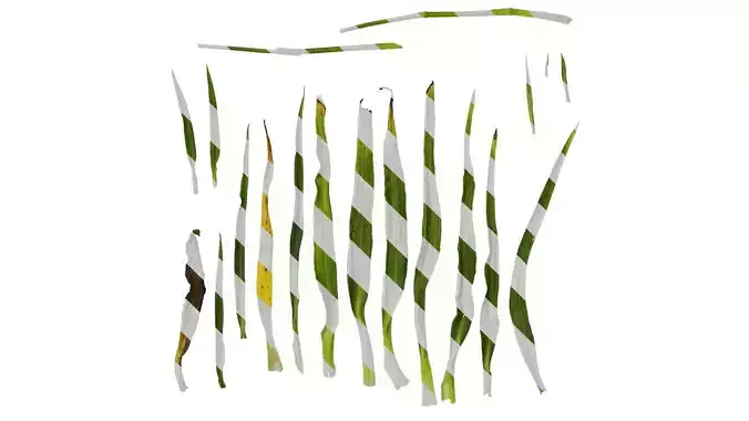 Anydrafts Tradescantia ohiensis Leaf 01