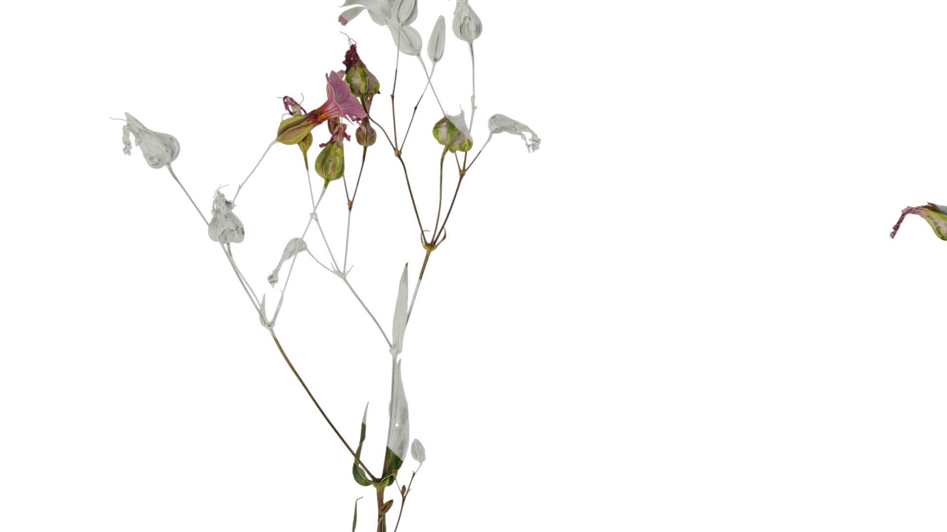 Anydrafts Vaccaria hispanica Atlas 02 Texture_1