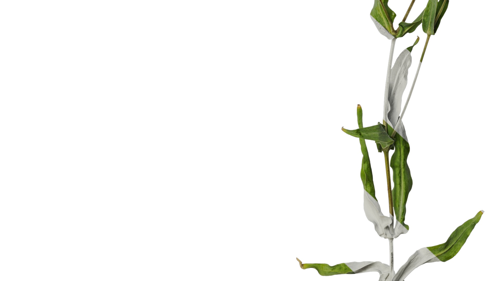 Anydrafts Vaccaria hispanica Atlas 02 Texture_7