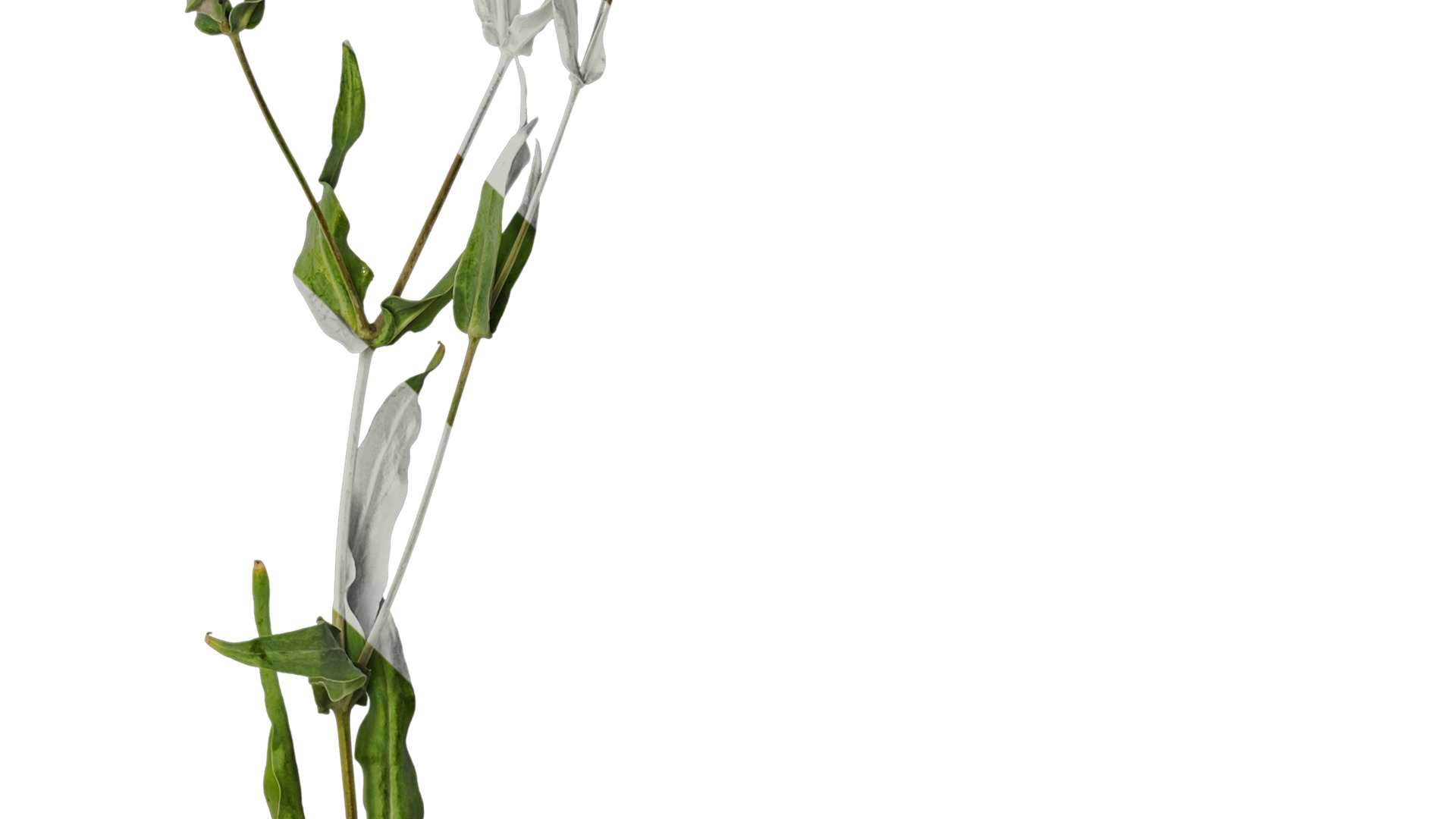 Anydrafts Vaccaria hispanica Atlas 02 Texture_4