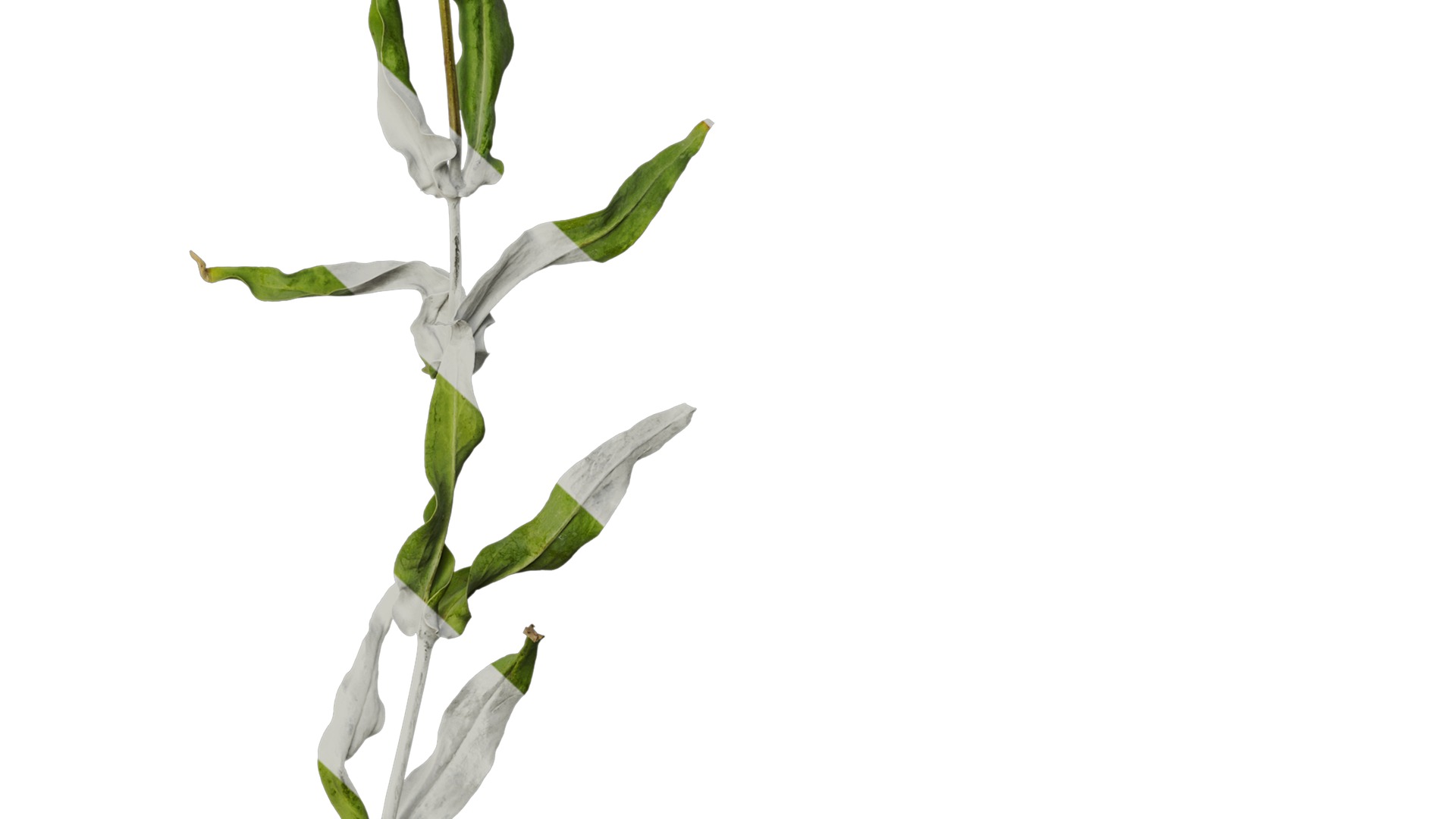 Anydrafts Vaccaria hispanica Atlas 02 Texture_6