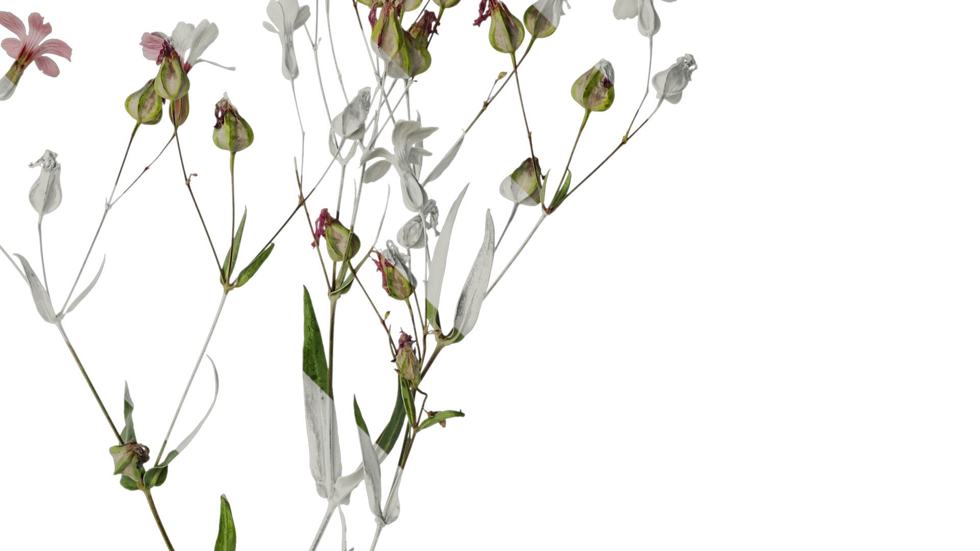 Anydrafts Vaccaria hispanica Atlas 02 Texture_2